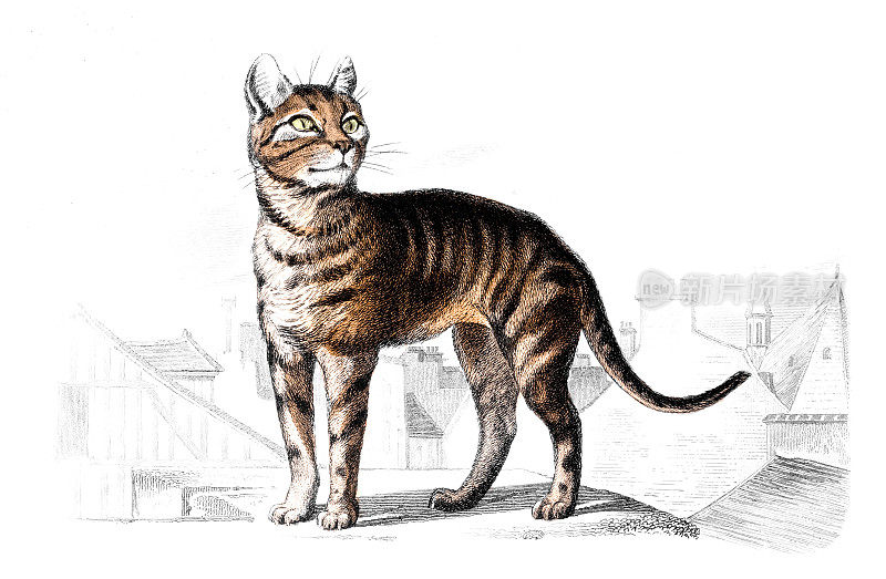 19世纪的野猫彩绘版画