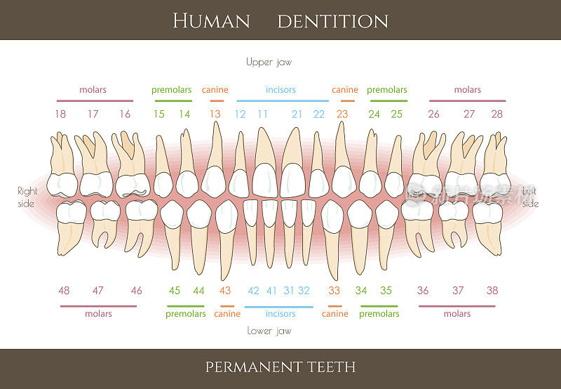 牙科编号系统信息图表