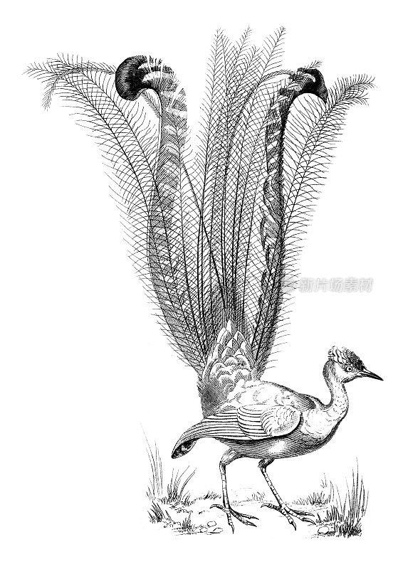 19世纪的七弦鸟雕刻