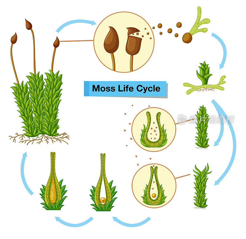图示苔藓的生命周期