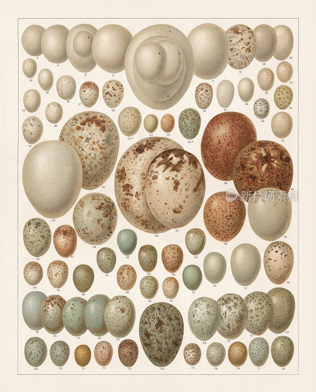 《欧洲鸟蛋》，平版，出版于1897年