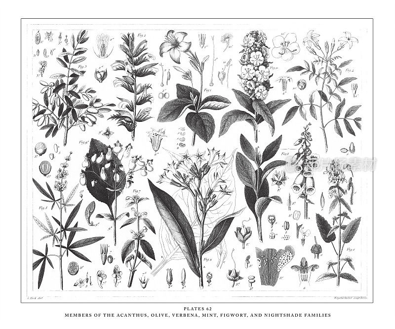 刺叶、橄榄、马鞭草、薄荷、无花果和龙葵家族的成员雕刻古董插图，出版于1851年