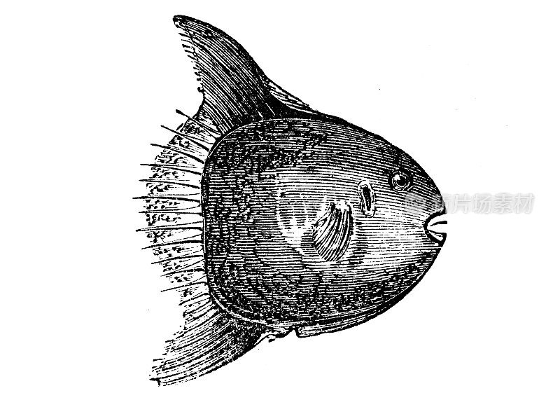 仿古海洋动物雕刻插图:矮翻车鱼