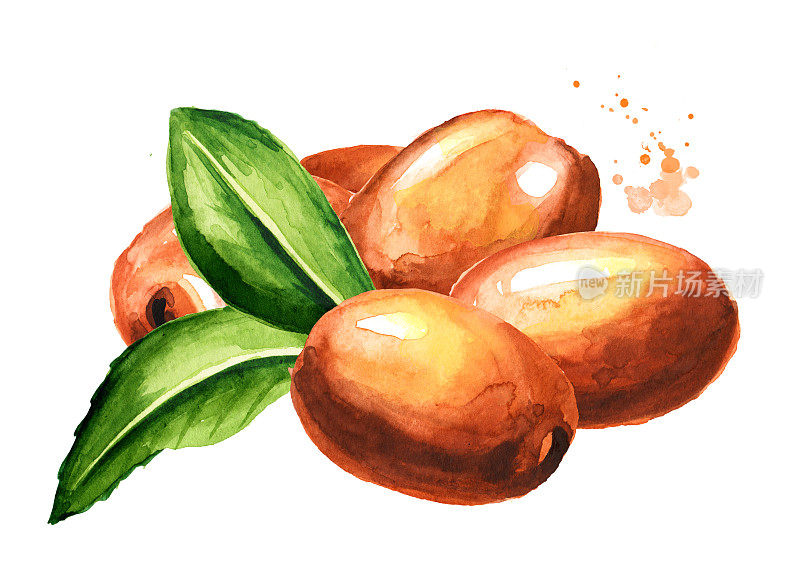新鲜的乌纳abi水果，酸枣和绿叶。手绘水彩插图孤立的白色背景