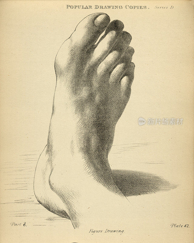 写生脚，脚趾，维多利亚艺术人物摹本19世纪