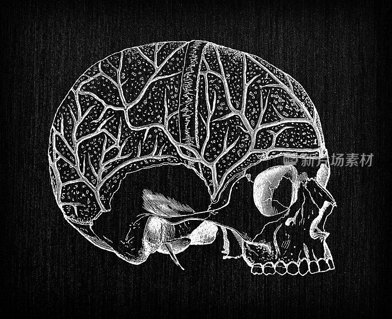 人体解剖学古董插图:颈部和头部静脉