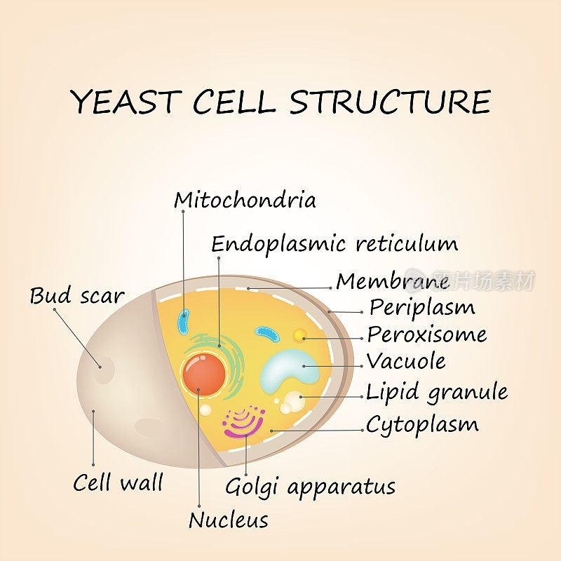 酵母细胞结构。教育图解向量图解