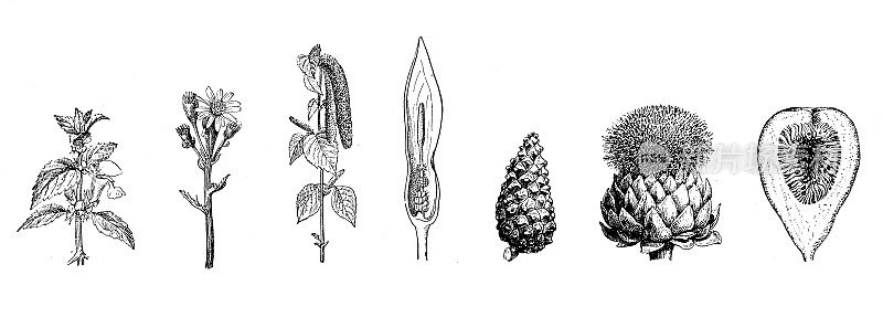 古董插图:各类花序，白死荨麻，千里光，桦树，洋芋，松树，朝鲜蓟，无花果