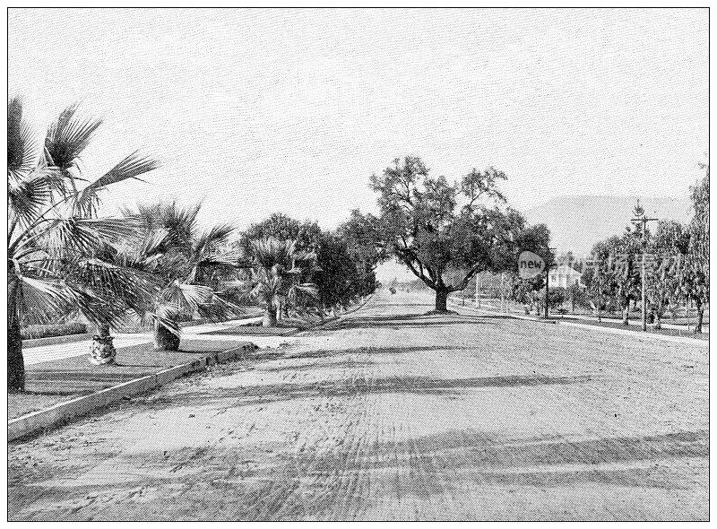 加州古色古香的旅行照片:帕萨迪纳市的橘林大道