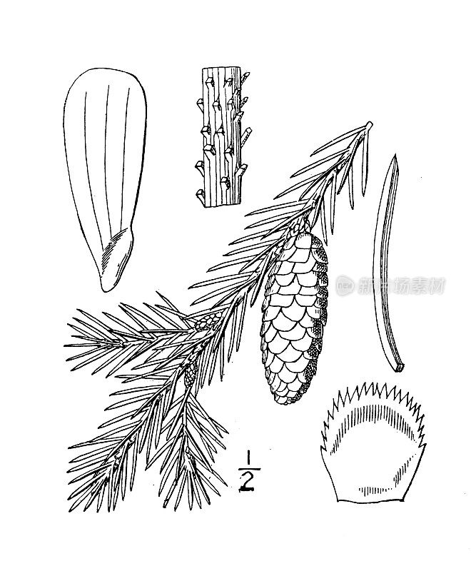 古植物学植物插图:加拿大云杉、白云杉