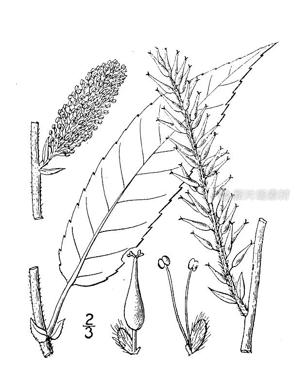 古植物学植物插图:密苏里柳、密苏里柳