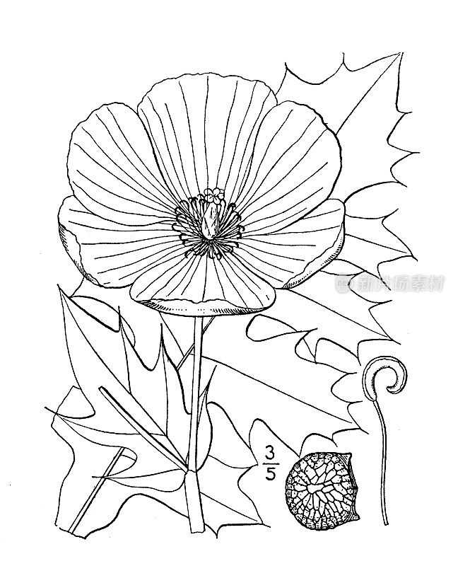 古植物学植物插图:阿格蒙尼白刺罂粟