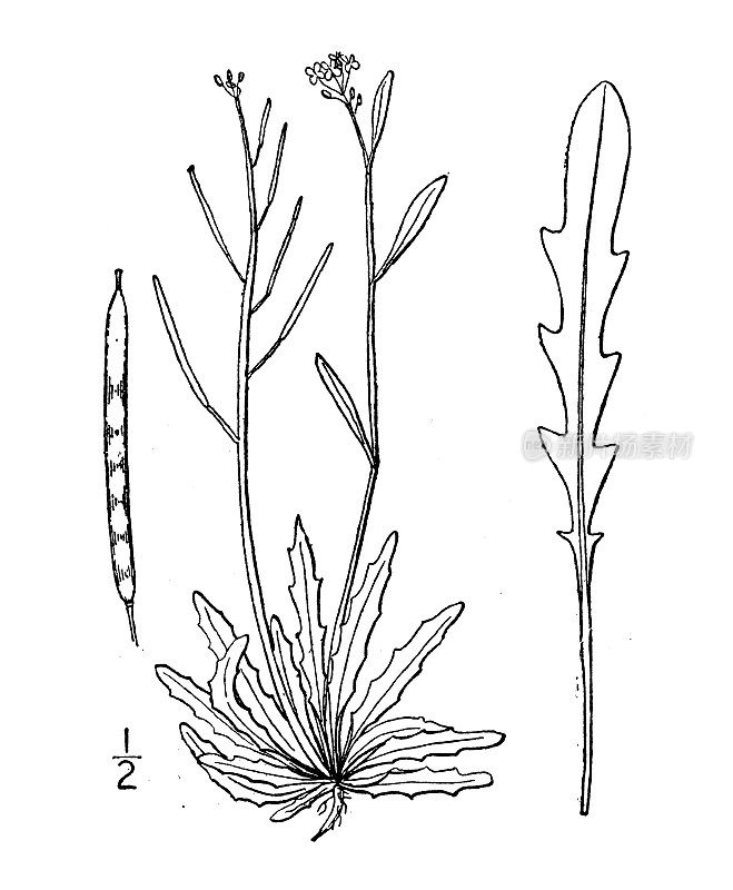 古植物学植物插图:茜草，北岩西洋菜