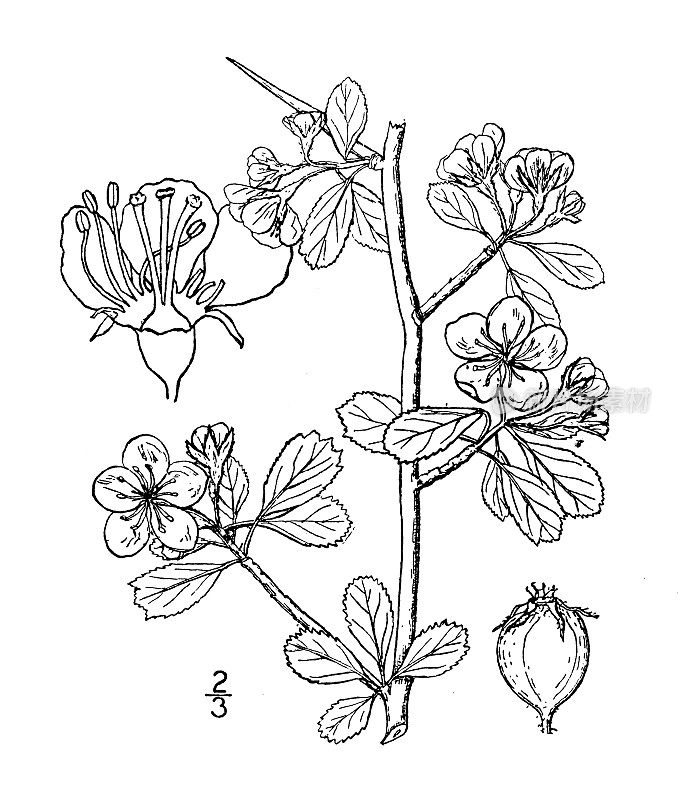 古植物学植物插图:山楂，夏山楂