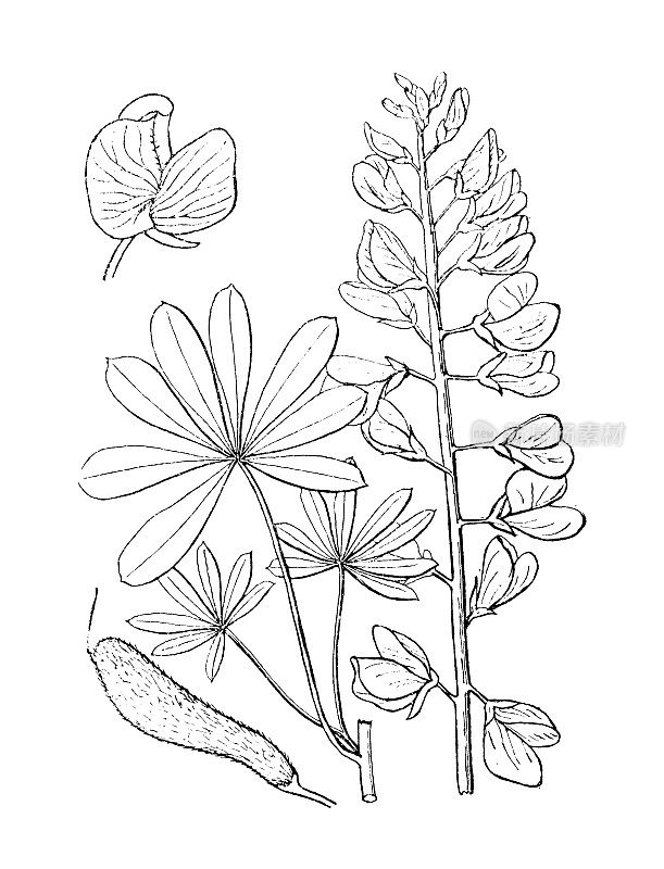 古植物学植物插图:羽扇豆、野生羽扇豆