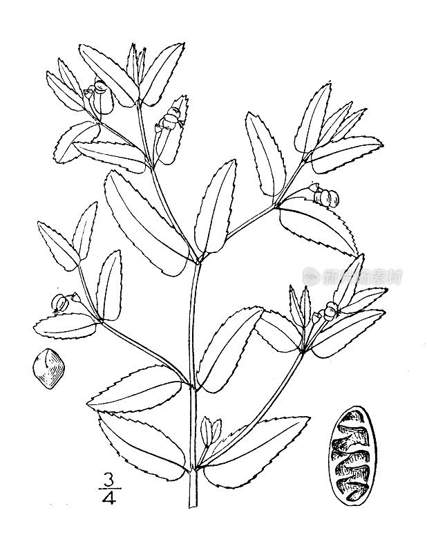 古植物学植物插图:大戟，大斑点Spurge