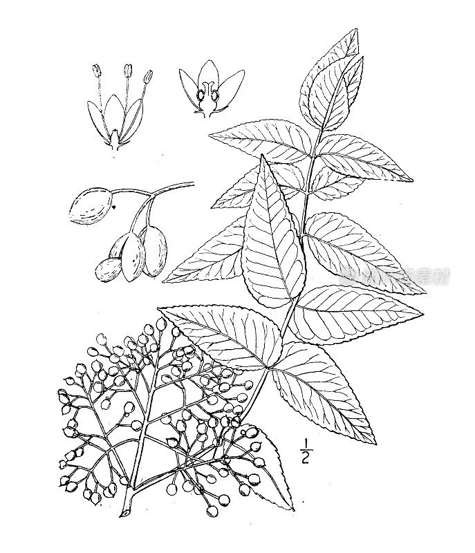 古植物学植物插图:黄木，克拉瓦，南花椒