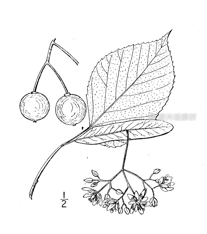 古植物学植物插图:毛椴、南方椴木