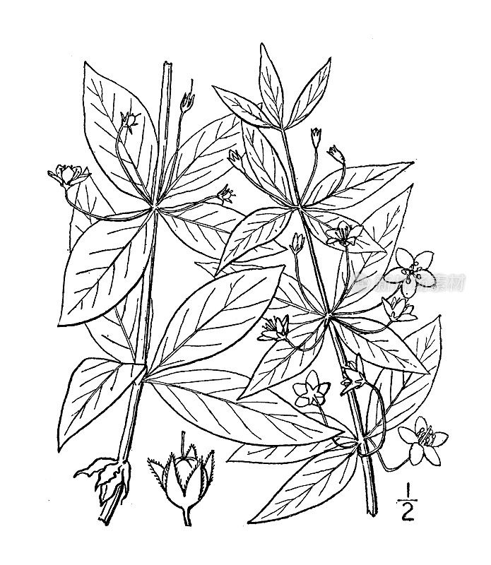 古植物学植物插图:四叶草、十字草、环莲
