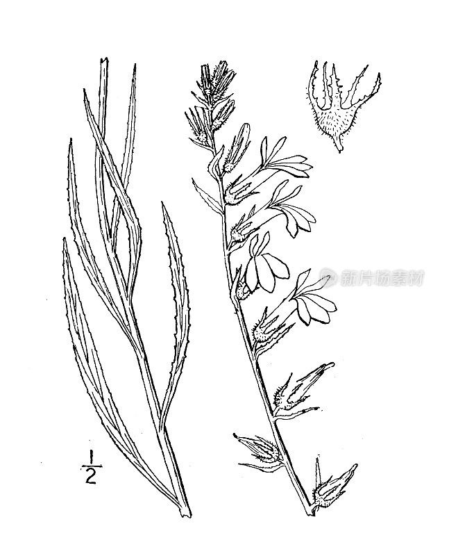 古植物学植物插图:腺半边莲、腺半边莲