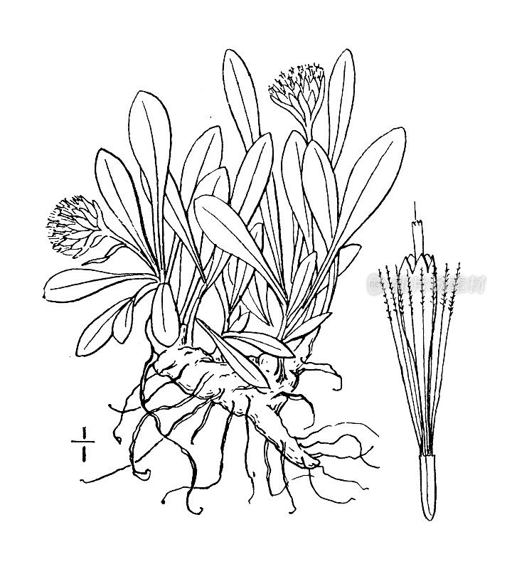 古植物学植物插图:双形触角，低永恒