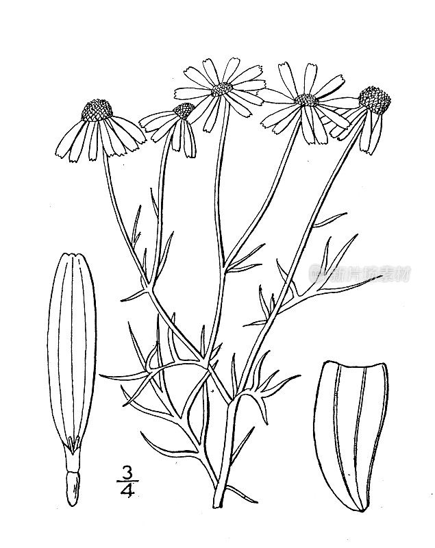 古植物学植物插图:母甘菊，野甘菊