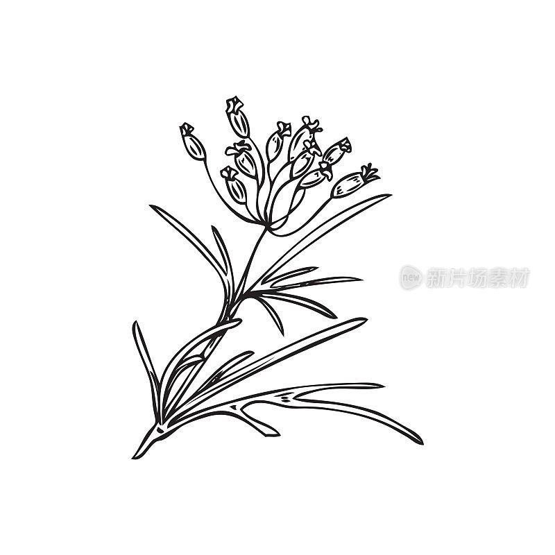 手绘孜然开花植物的轮廓，素描矢量插图孤立在白色背景。