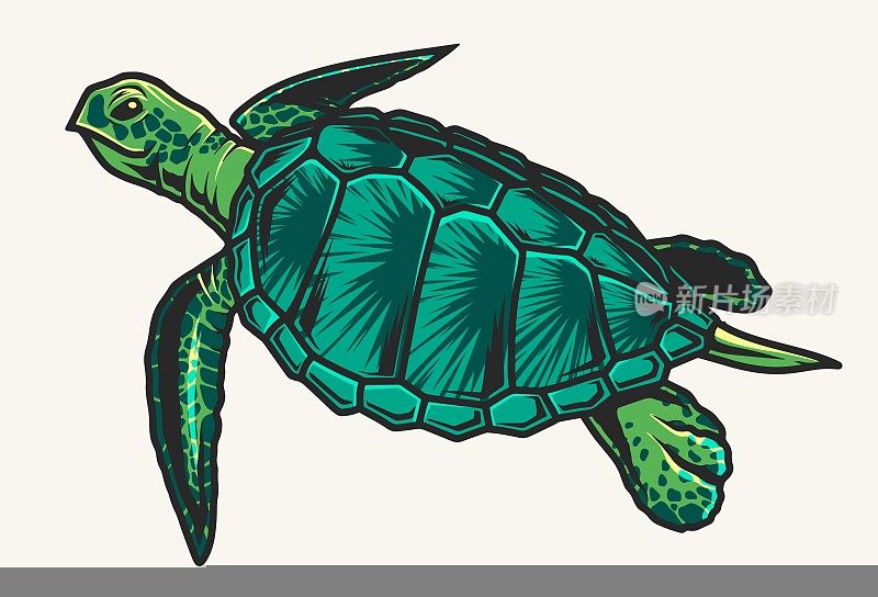 海龟详细的彩色标签