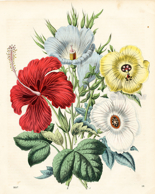 木槿品种:白色戟叶，迷迭花，木槿，深红色木槿，卡美洛尼，紫丁香阿洛吉尼彩色板插图1857