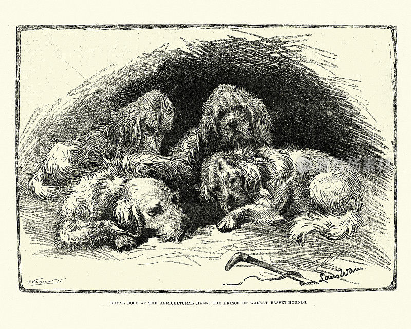 皇家犬，威尔士亲王的巴吉度猎犬，1891年，19世纪