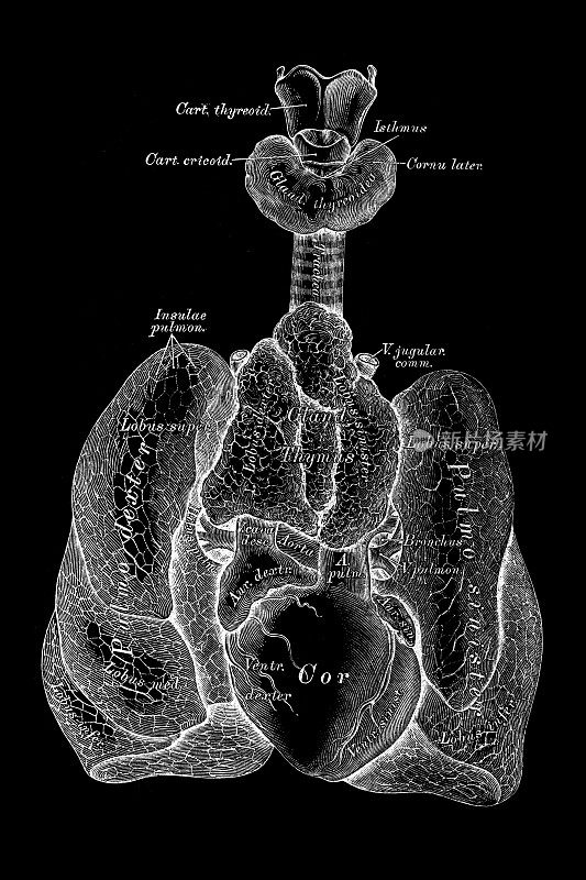 儿童腹部脏器的地形图