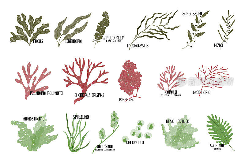 一大套可食用的海藻。褐藻、红藻和绿藻。海蔬菜。矢量平面插图