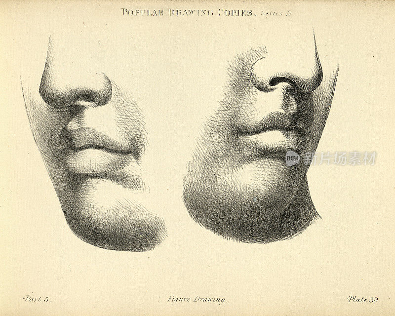 画脸，鼻子，嘴，下巴，维多利亚艺术人物摹本19世纪
