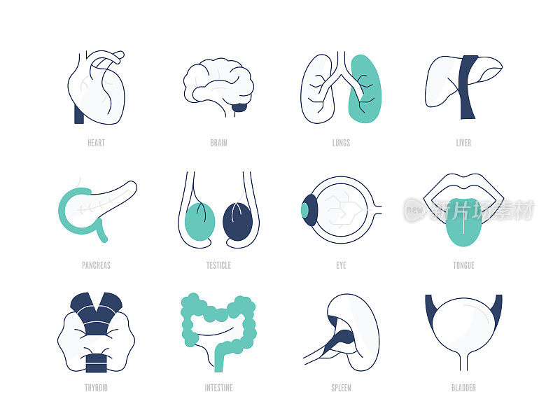 人体器官图标集