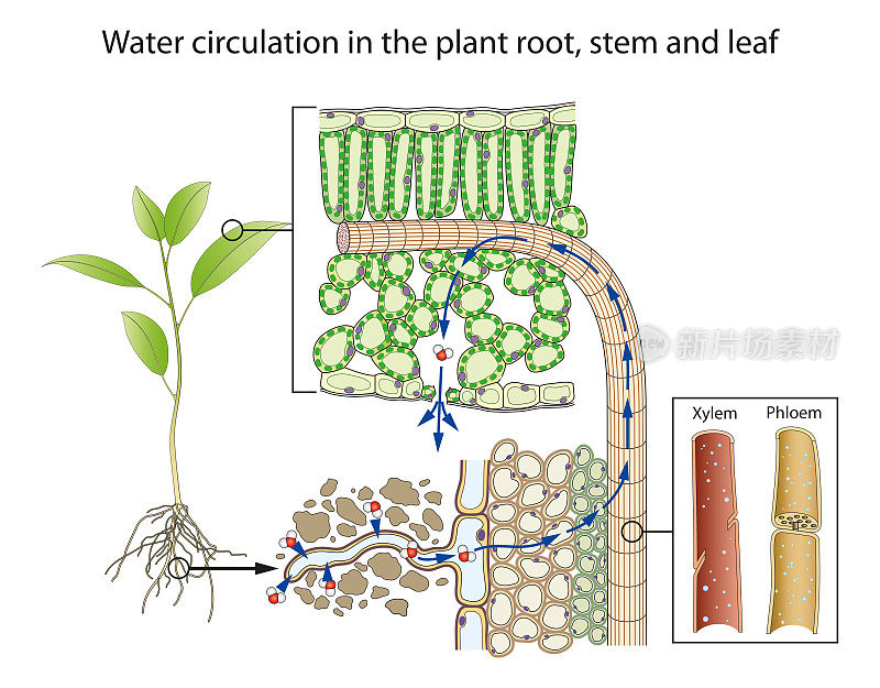 植物根、茎、叶中的水分循环