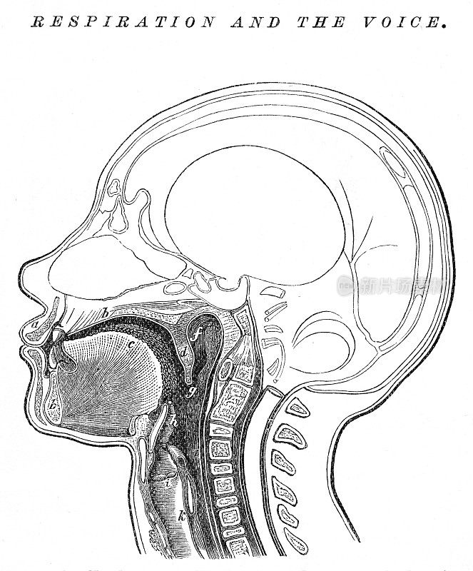 呼吸和声音雕刻解剖学1872年