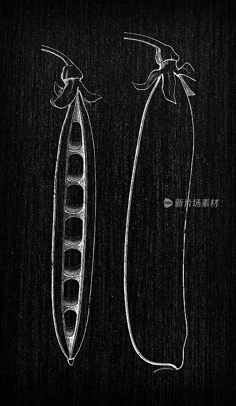 植物学蔬菜植物古董雕刻插图:豌豆维多利亚骨髓