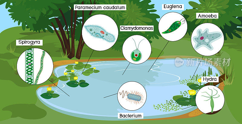 池塘生物区有微小的单细胞生物:原生动物(尾草履虫、变形变形虫、衣藻、绿球藻)、绿藻(小球藻、水绵)和细菌