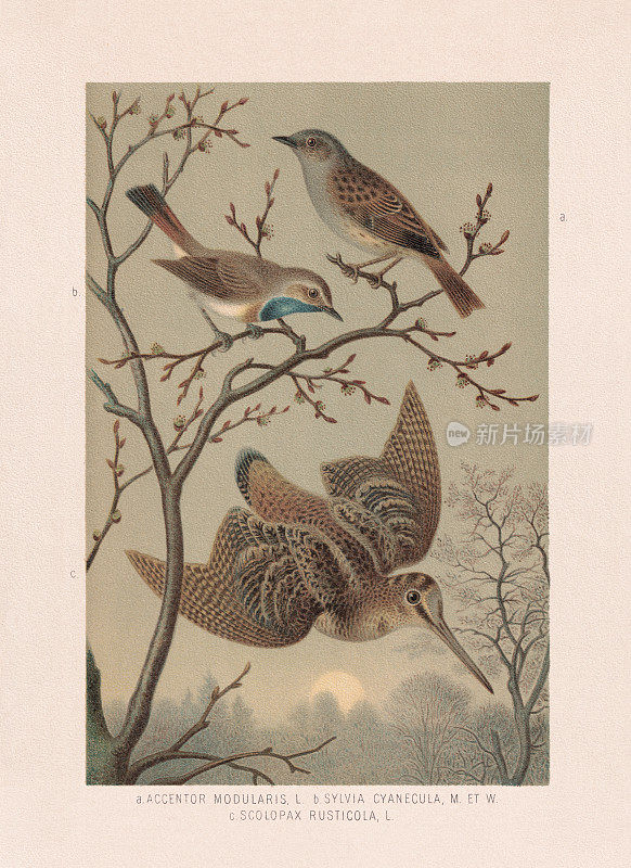 雀形目和鹬类:盾雀、蓝喉雀和山鹬，彩色石版，出版于1887年