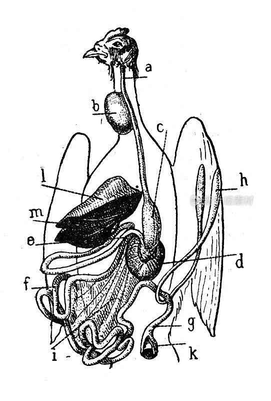 仿古插图:鸟类解剖消化系统