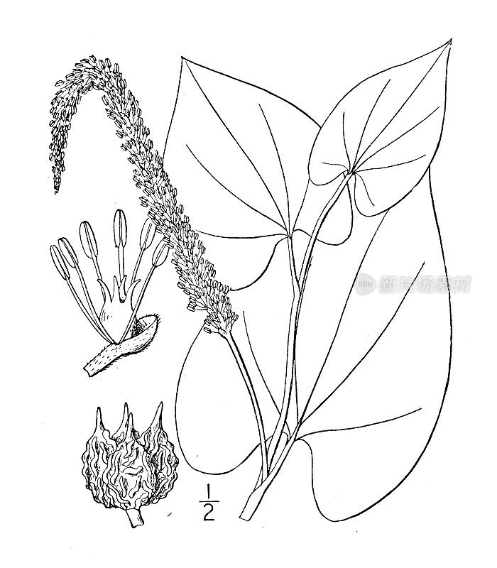 古植物学植物插图:蜥蜴，蜥蜴的尾巴