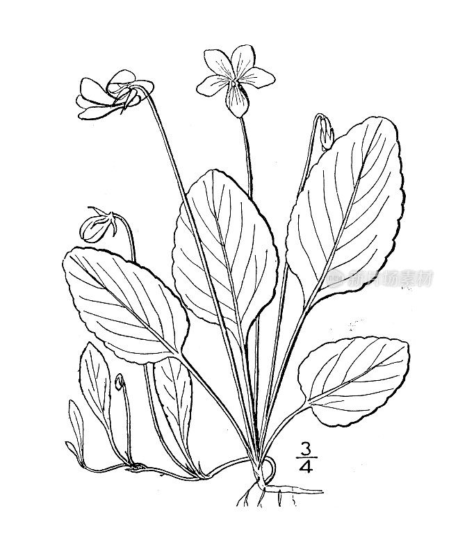 古植物学植物插图:报春花，报春花叶紫罗兰