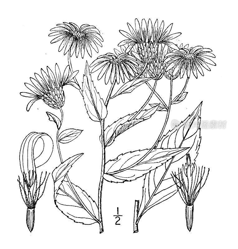 古植物学植物插图:紫菀，低粗紫菀