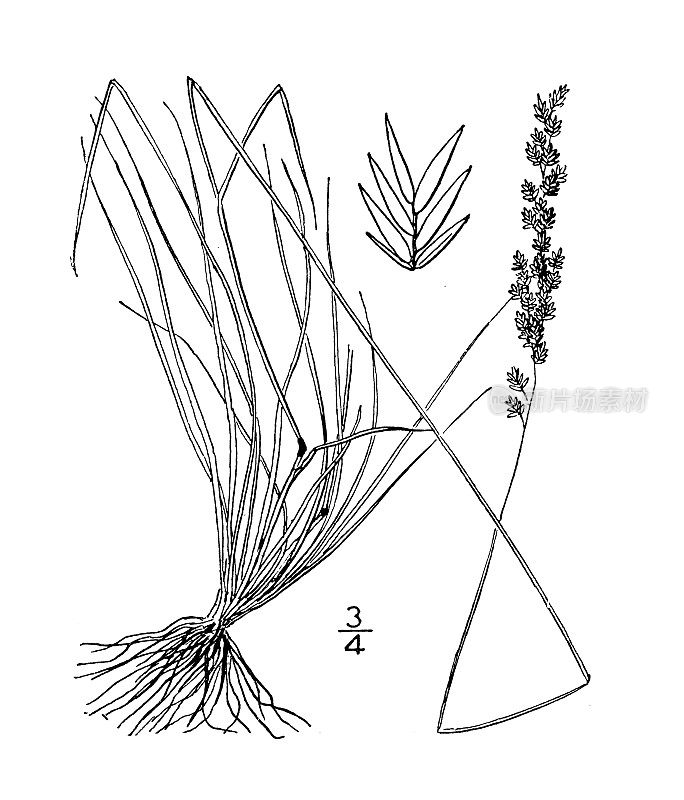 古植物学植物插图:羊茅、丝状羊茅
