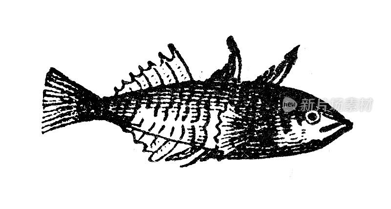 古玩雕刻插图:刺鱼