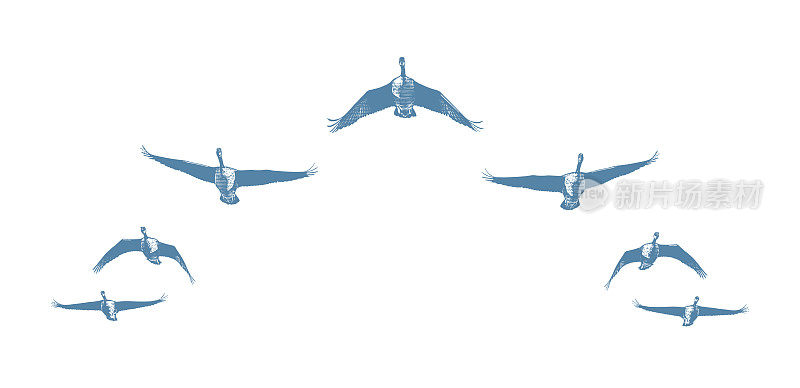 一群加拿大大雁以v字形编队飞行