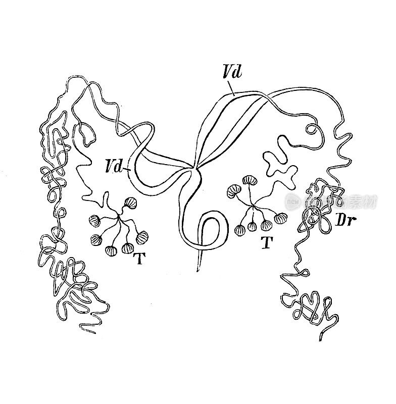 古董生物动物学图像:金龟子