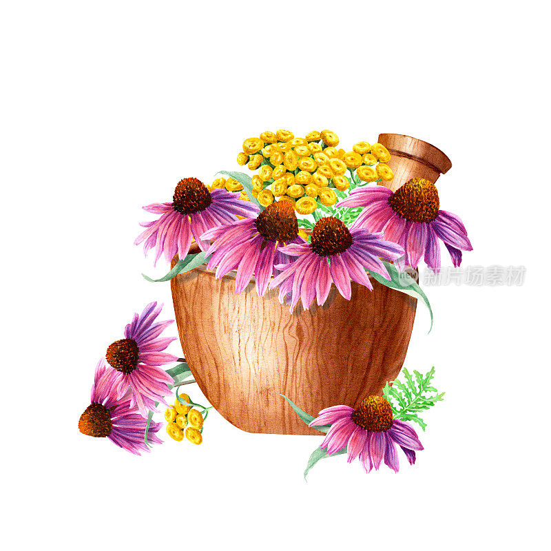 木碗和草本植物锥花、紫锥菊、唐茜组成。水彩插图孤立的白色背景