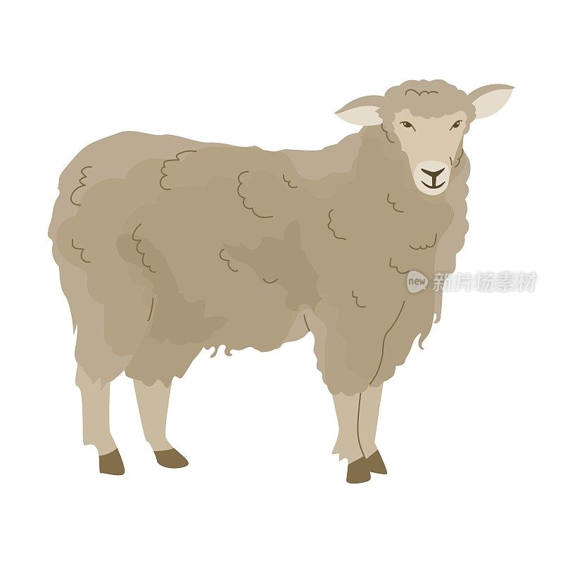 绵羊，长着华丽的羊毛。驯养的动物。农场的宠物。饲养动物以生产羊毛。家庭。矢量插图。白色背景上孤立的物体。