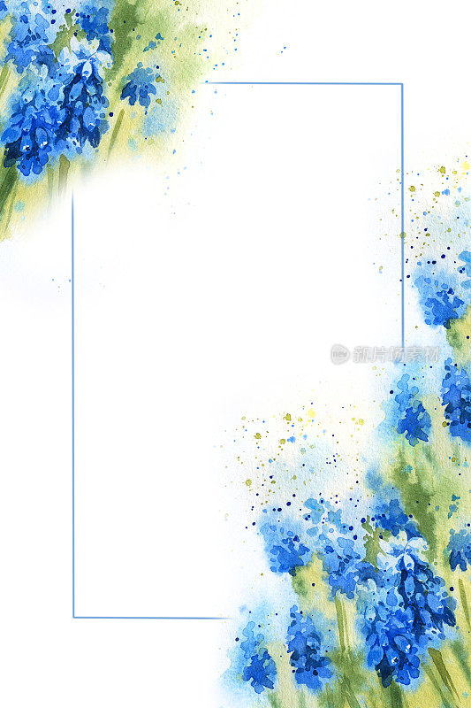 白色垂直框架与水彩春天蓝色的花，手绘插图与风信子，横幅文字在白色背景